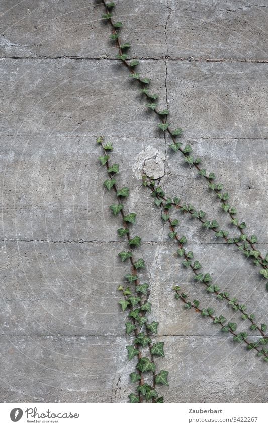 Efeu wächst in eleganten Linien auf einer grauen Betonmauer Wand Mauer wachsen Wachstum grün Ranke Menschenleer Kletterpflanzen Detailaufnahme