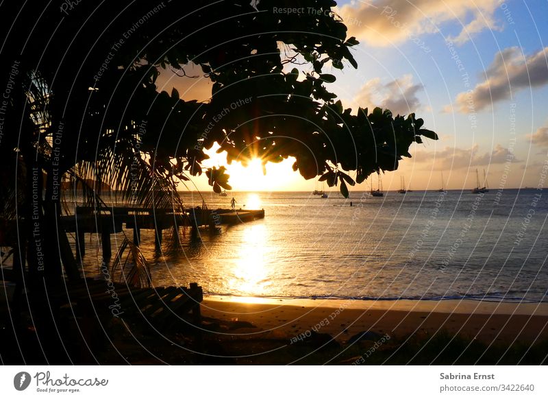 Sonnenuntergang am Strand von St. Lucia st. lucia silhoutte Meer Baum Abendstimmung Urlaubsgefühl Karibik Brandung Strandleben golden Himmel Panorama