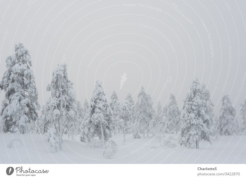 Ein bepuderter norwegischer Wald auf einer Bergspitze. Schnee Winter Birke Nebel Aussicht Ausblick Norwegen leer natürlich Natur kalt Windstille Schneefall