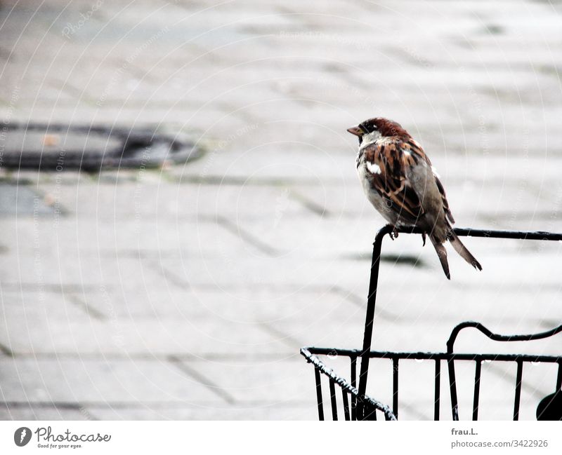 Im Regen wartete er bereits einige Zeit auf dem Fahrradkorb, dann piepste der kleine Spatz ärgerlich: „Ist das etwa wieder kein Taxi!“ Vogel Schnabel Wildtier