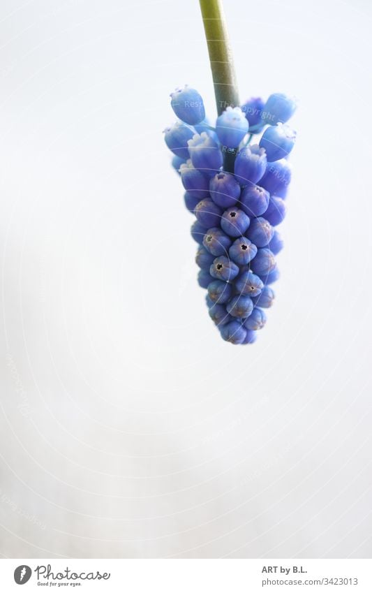 Traubenhyazinthe von oben ins Bild kommend trauben glöckchen frühling blau blue traubenhyazinthe textfreiheit menschleer natur blume frühblüher jahreszeit
