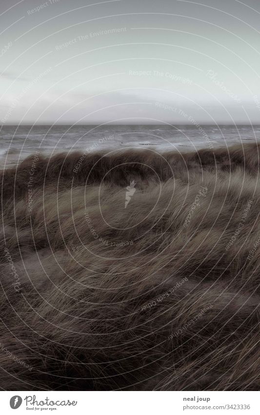 Dünengras und Meereshorizont bei Sturm Nordsee Küste düster Herbst wandern Außenaufnahme Landschaft wild Melancholie windig grau Klima