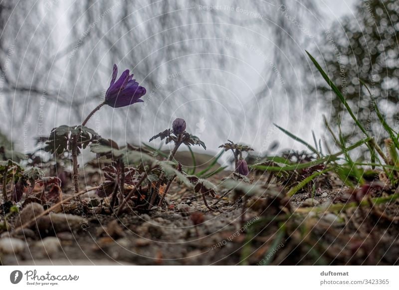 Lila Blume (Küchenschelle) sprießt aus dem Boden, an einem trüben Frühlingstag Blumen Anemone düster Blüte Pflanze Nahaufnahme Natur Garten Außenaufnahme
