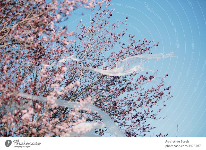 Durchsichtiges Kunststoffmaterial flattert auf blühendem Baum Ökologie verunreinigen Konzept Blütezeit Frühling Himmel wolkenlos durchsichtig Ast Blume Umwelt