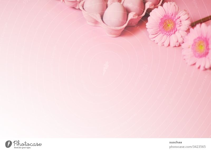 rosa ostereier im karton und rosa blümchen auf rosa hintergrund mit verlauf Ostern Ostereier gekochte Eier bunte Eier Eierkarton Blumen Blüte Astern
