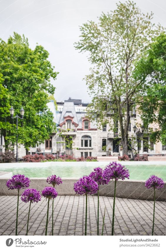 Violette Allium-Blumen in einem Stadtpark Lauch alliums rundköpfig Porree Architektur architektonisch Park Garten Frühling Blühend Blütezeit Überstrahlung