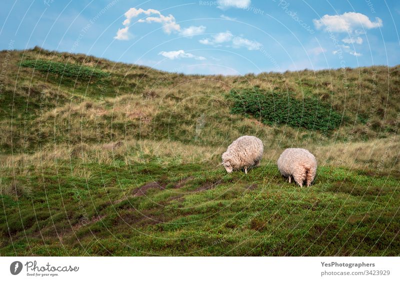 Schafe weiden auf Dünen mit Moos auf der Insel Sylt Deutschland Schleswig-Holstein Tiere Blauer Himmel Küste Dunes Europa Europäer Bauernhof kostenlose Tiere