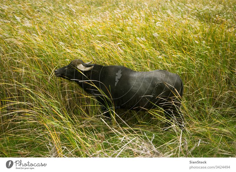 Einsame Büffel auf Gras, die sich im Delta des Flusses Evros befinden, Griechenland Natur Wasser wild Tierwelt groß Lebensraum Park national blau grün Bulle