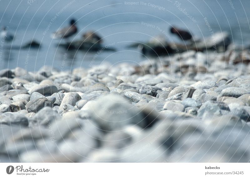 Steinstrand Strand See Kieselsteine Wasser Ente