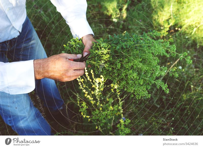 Mann hält einen Blumenstrauß oder Oregano frisch männlich Hände wild Hand organisch Lebensmittel Garten Natur grün Gesundheit natürlich Pflanze Blatt Kraut