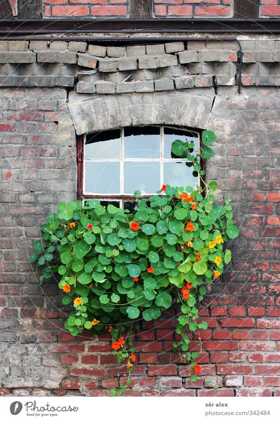 Fassadenbegrünung Pflanze Frühling Blume Blatt Blüte Grünpflanze Dorf Kleinstadt Altstadt Haus Backsteinwand Fachwerkfassade Fenstersims Mauer Wand alt
