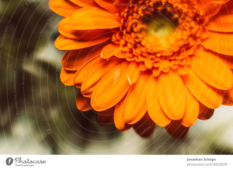Nahaufnahme von orangefarbenen Gerbara, Asteraceae, Gänseblümchenfamilie, Plantae Blütezeit Blumenschmuck plantae Hintergrund schön Schönheit Überstrahlung