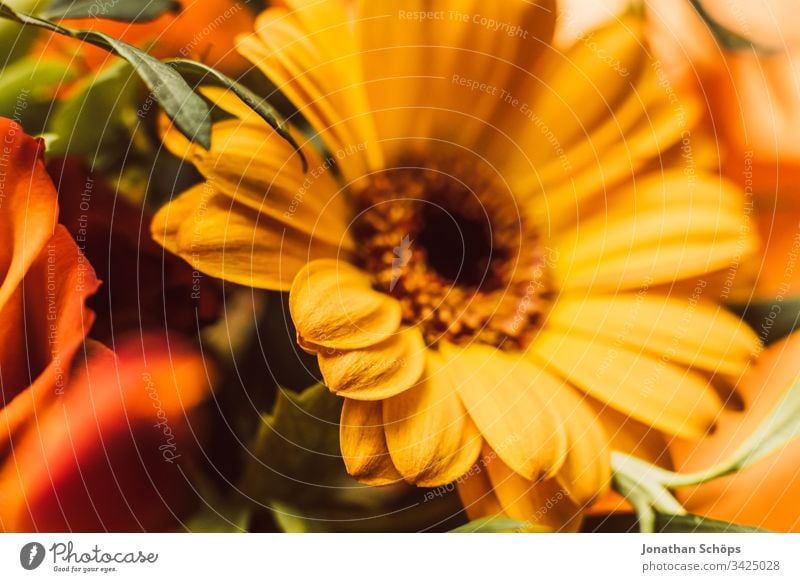 Nahaufnahme von gelben Gerbara, Asteraceae, Gänseblümchenfamilie, Plantae Blütezeit Blumenschmuck plantae Hintergrund schön Schönheit Überstrahlung Blumenstrauß