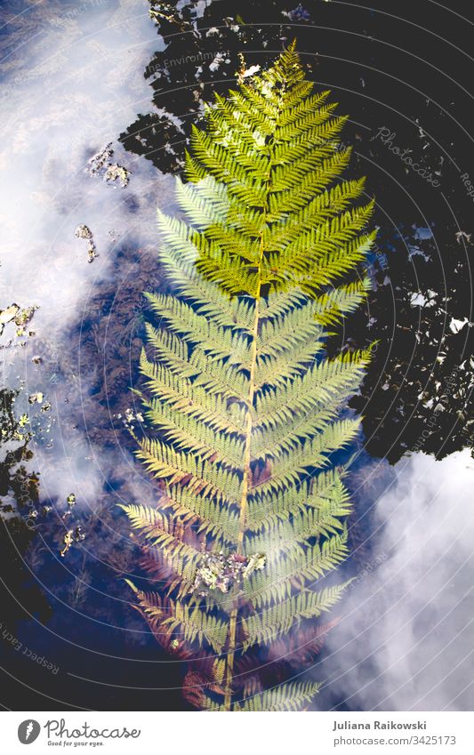 Farn im Wasser Farnblatt Natur Pflanze grün Außenaufnahme Blatt natürlich Botanik Umwelt Grünpflanze Spiegelung Wolken blau Detailaufnahme Wachstum