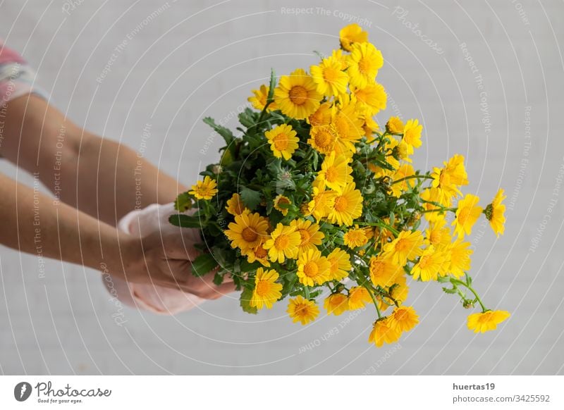 Frauenhände mit Blumenstrauß aus frischen Frühlingsblumen Hintergrund Hände Postkarte Blütenblätter Valentinsgruß Jahrestag gelb Feier Liebe Romantik natürlich