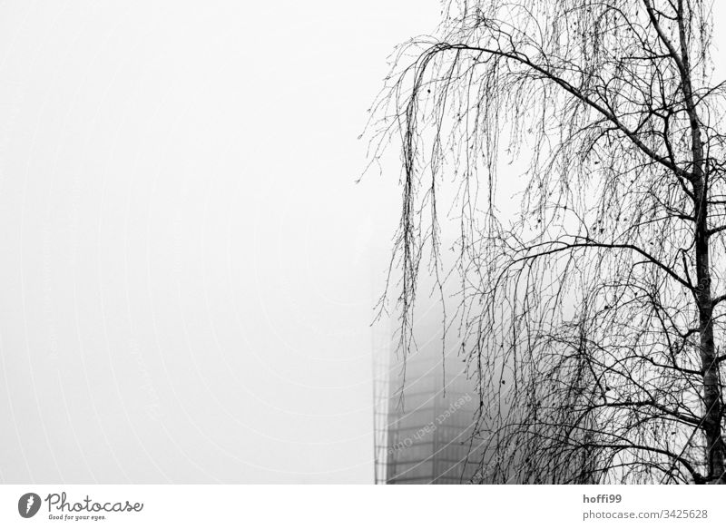 traurige Birke im Nebel vor verschleiertem Hochhaus Baum hängende äste Nebelschleier Nebelwand Nebelstimmung Hochhaus in Wolken weiß weißer Hintergrund