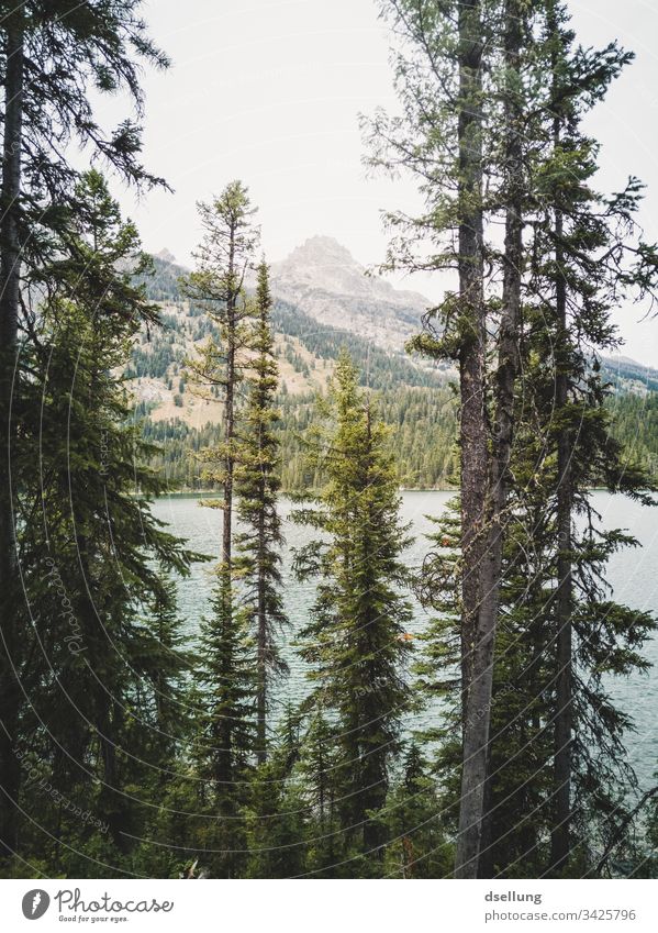 Nadelbäume vor einem See, im Hintergrund ein Berggipfel Wellness Felsen Zeit für sich Expedition Pause Camping Erde Klimawandel harmonisch Kontrast Urelemente