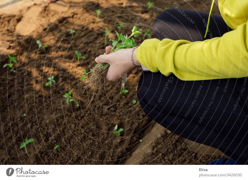 Eine Frau bei der Gartenarbeit, sie pflanzt kleine Setzlinge in ein Beet aus Erde gärtnern pflanzen Hände arbeiten Beschäftigung Frühling Pflanze grün
