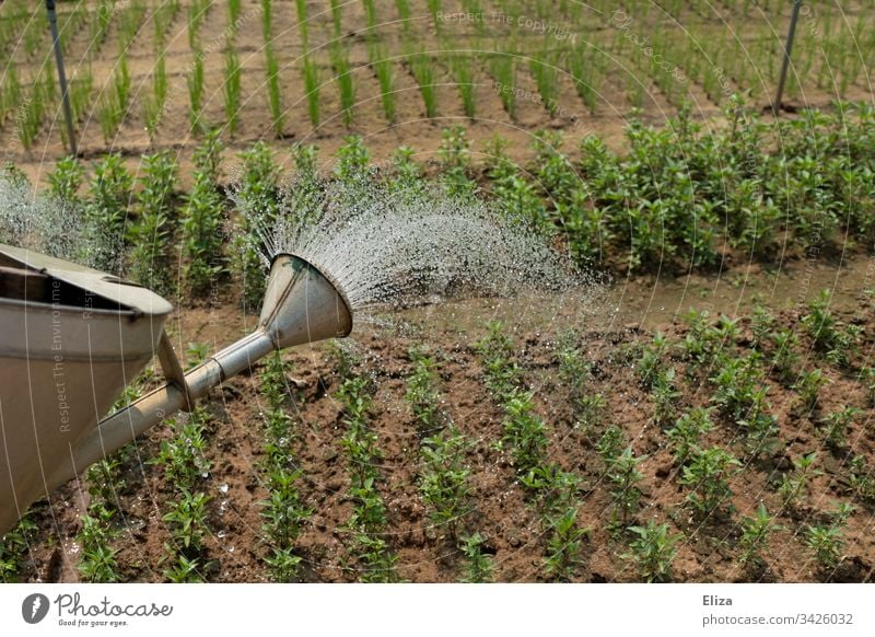 Eine Gießkanne mit der ein Kräuterbeet im Garten gegossen wird gießen Gartenarbeit Wasser gärtnern pflanzen Hände arbeiten Beschäftigung Frühling Pflanze grün