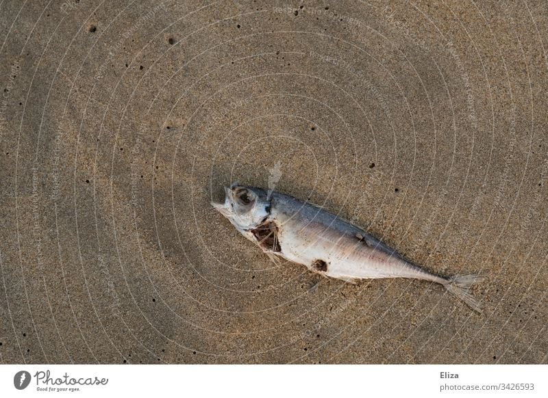 Toter verwesender Fisch am Strand tot Makrele sterben Fischsterben eklig ungenießbar schlecht Sand Meer Wasser Tier Totes Tier Küste Farbfoto Außenaufnahme