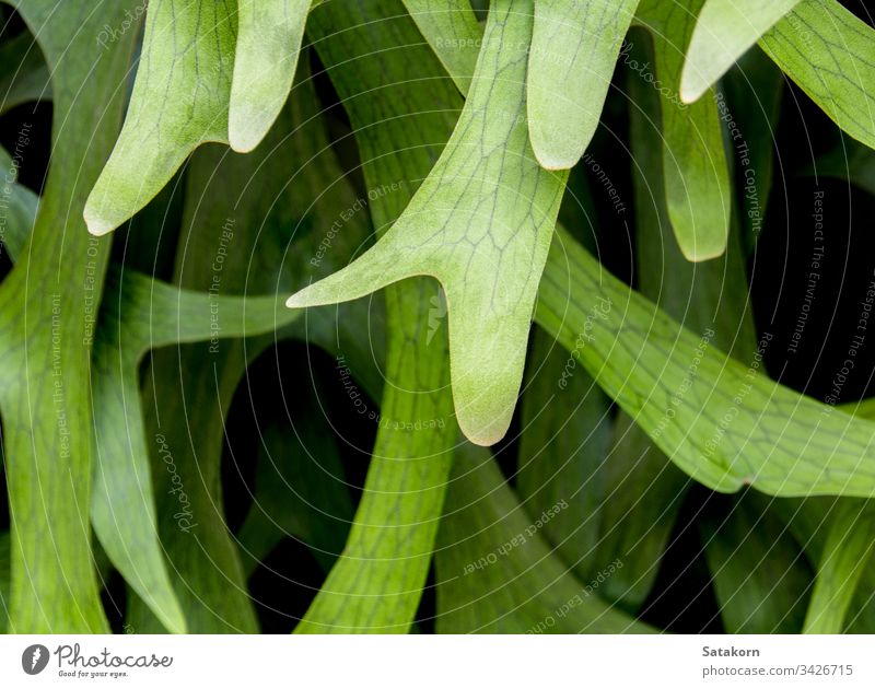 Textur-Detail auf den Blättern des Elchhornfarns , Platycerium coronarium Wurmfarn tropisch Blatt natürlich Pflanze elkhorn Hirschhorn Natur Detailaufnahme