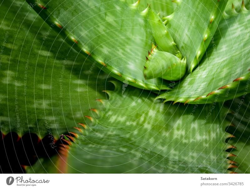 Sukkulente Pflanze in Nahaufnahme, frische Blätter Detail der Aloe-Pflanze Stachel Blatt grün rot schön Natur Stacheln natürlich wachsen Dekoration & Verzierung