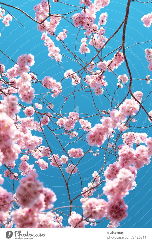 Hanami, Kirschblüte, zarte rosa Blüten vor blauem Hintergrund blauer Himmel zerbrechlichkeit Frühling Pflanze Natur Farbfoto Außenaufnahme Blume Blühend schön