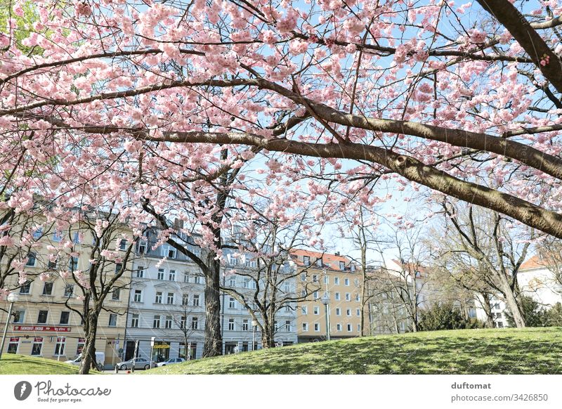Hanami, Kirschblüte, zarte rosa Blüten vor Häuserzeile blauer Himmel zerbrechlichkeit Frühling Pflanze Natur Farbfoto Außenaufnahme Blume Blühend schön Duft
