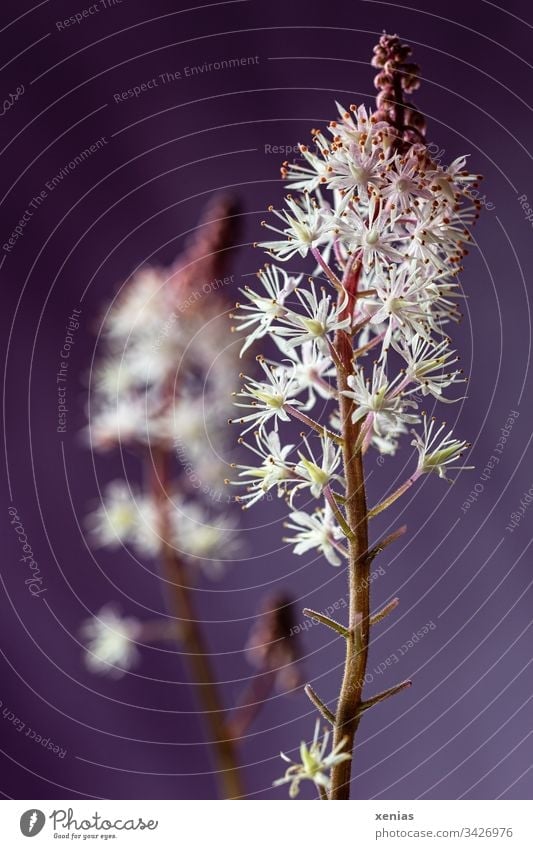 Schaumblüte vor violettem Hintergrund weiß lila Blüten Blume Pflanze blühend Frühling Schwache Tiefenschärfe Hintergrund neutral Detailaufnahme zwei