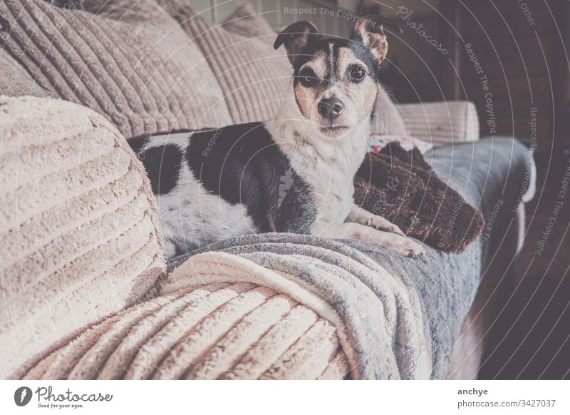 Jackrussel-Hund auf der Couch liegend jackrussel Liege Erholung Haustier niedlich Innenaufnahme Farbfoto Tierporträt Tierliebe bequem Tiergesicht Plaid