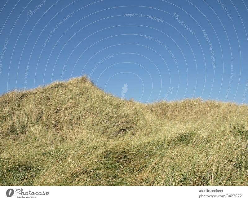 Dünen vor blauem Himmel gras bewachsen hintergrund textfreiraum sylt deutschland Dünengras Natur Landschaft Deutschland Nordsee Küste Tag Erholung