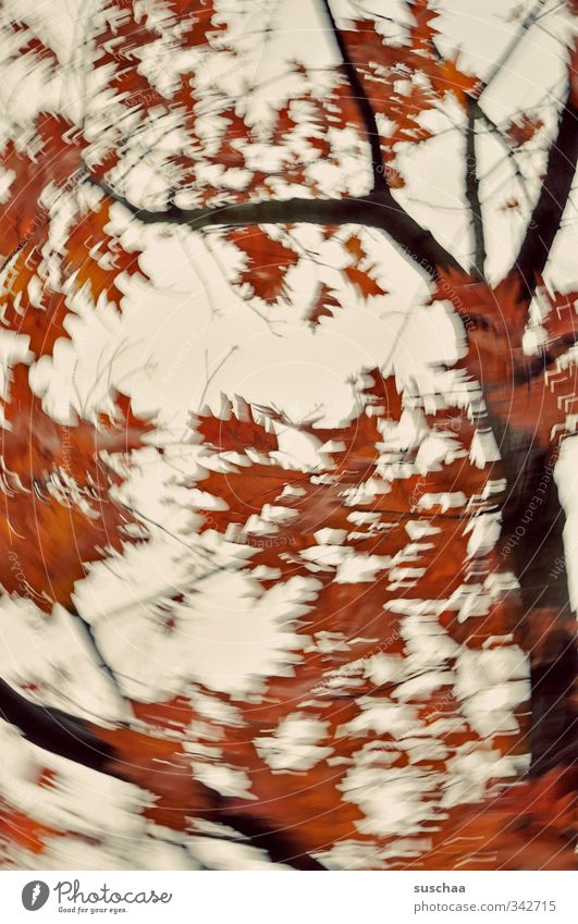 ja is denn schon herbst? Natur Pflanze Luft Himmel Herbst Wind Sturm Baum Blatt Holz rot Kreativität Politische Bewegungen Dynamik Ast rotieren oben Farbfoto