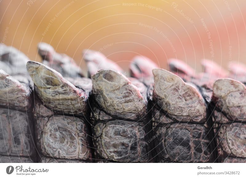 Alligator-Krokodil-Haut im Detail Nahaufnahme Alligatorenhaut Tier Hintergrund braun schließen abschließen Farbe Krokodilhaut Detailaufnahme detailliert