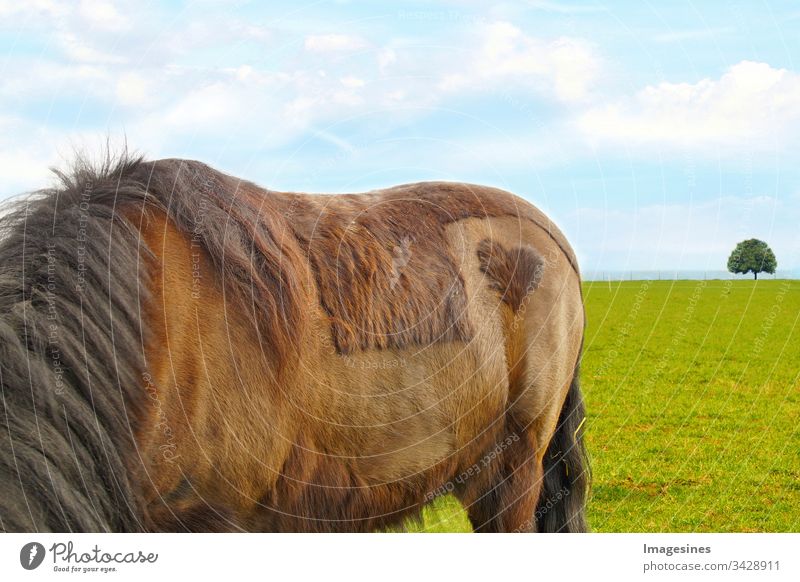 Pferdehintern - New forest pony (Dülmener) auf einer Wiese, mit  einem Herz Fleck auf dem Hinterteil, rasierte Form eines Herzens. Ein Herz für Tiere Konzept, Valentinstag, Freundschaft, Liebe, Tierschutz