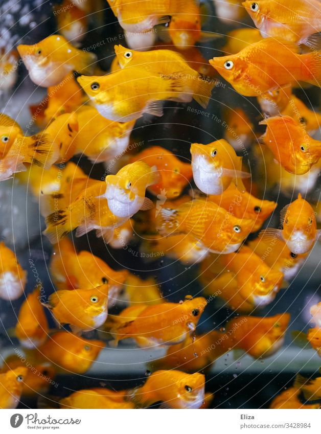 Unterwasseraufnahme eines Schwarms gelber leuchtender Fischer im Wasser Aquarium orange Fischschwarm tummeln durcheinander Tiergruppe Natur Zusammensein mehrere