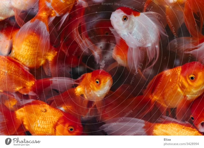 Viele leuchtend rot orangene Goldfische in einem Aquarium mit Wasser Tierhandlung viele Fische Unterwasseraufnahme Farbfoto blau Qualle mehrfarbig Schwarm bunt