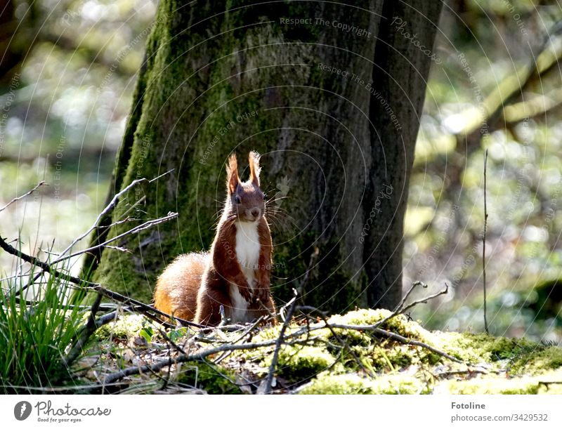 Kleines rotes Eichhörnchen im Wald vor einem dicken Baum auf Moos von Sonnenlicht beschienen Tier Farbfoto 1 Außenaufnahme Wildtier Natur Menschenleer Tag braun