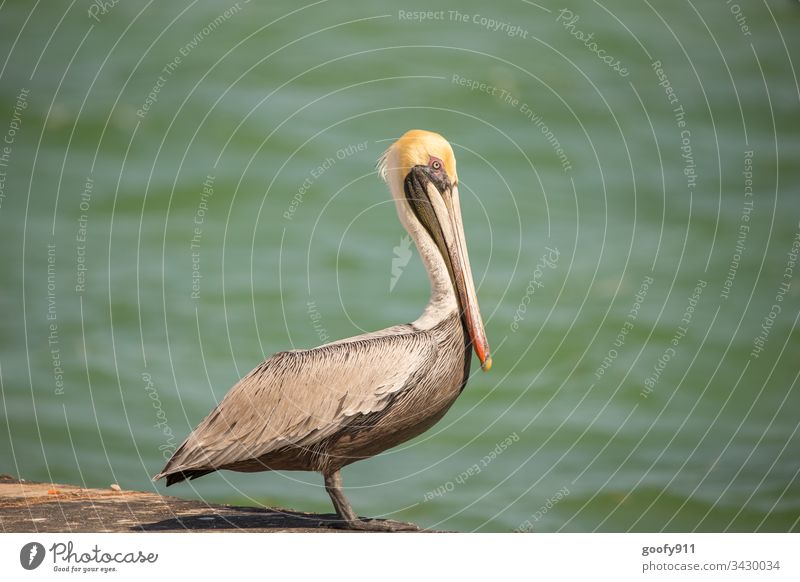 Pelikan auf den Florida Keys Vogel Farbfoto Außenaufnahme Tier Wildtier Schnabel Natur Tierporträt Flügel Tiergesicht Feder Nahaufnahme Wasser Blick