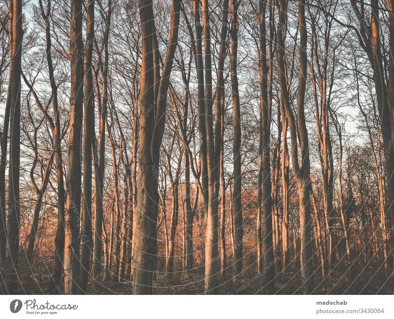 Im Wald bäume baumstämme natur Umwelt Menschenleer Baumstämme Natur Pflanze Holz Baumstamm Erholung Erholungsgebiet ruhig Außenaufnahme Licht Bäume Sonnenlicht
