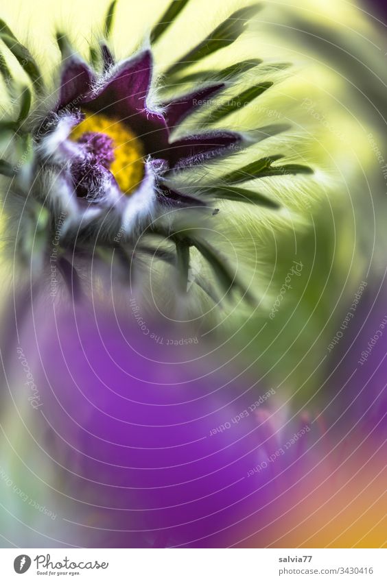 Kuhschelle öffnet ihre Blüte Pulsatilla vulgaris Küchenschelle Heilpflanze Homoeopathiepflanze Blume Frühling violett Garten Pflanze Natur Nahaufnahme