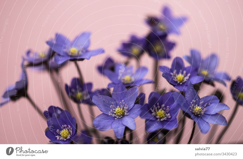 blaue Leberblümchen Blume Natur Blüte Frühling Hintergrund neutral Freisteller Nahaufnahme Menschenleer Textfreiraum oben Blühend Außenaufnahme Duft