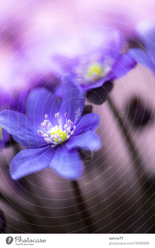blaues Leberblümchen vor lila Hintergrund Natur Pflanze Blume Blüte Makroaufnahme Blütenblatt Farbfoto Unschärfe Menschenleer Detailaufnahme Frühling violett