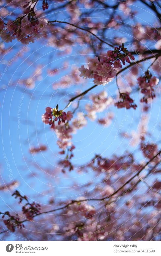 Sakura japanische Kirsch Blüte bei strahlend blauem Himmel Frühling Japan weiß Kirsche rosa Jahreszeiten Nahaufnahme Japanisch Natur blauer Jugendlich Garten