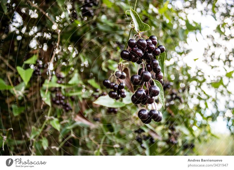 Die Früchte des Waldes niemand reif Natur tagsüber Traube schwarz süß geschmackvoll Baum roh Ast Saison Pflanze lecker Blatt organisch exotisch Frische