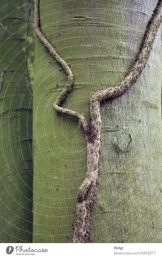 bizarrer dicker Ast einer Efeu-Pflanze ohne Blätter klammert sich an einen Baumstamm Stamm Rinde Natur Umwelt menschenleer Wald Farbfoto natürlich grün braun