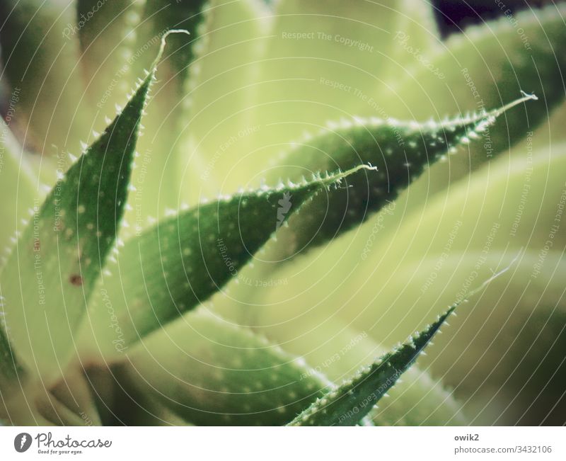 Stachelig Agave Blätter spitz stachelig schwache Tiefenschärft Natur grün Pflanze Nahaufnahme Farbfoto Außenaufnahme Menschenleer Detailaufnahme echt exotisch