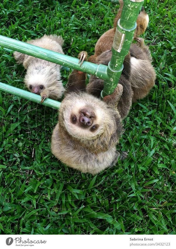 Faultier-Baby klettert an einer Stange Baby-Faultier sloth baby sloth niedlich fluffig Fell Natur Tierwelt wild grün süßes Baby-Faultier niedliches Faultier