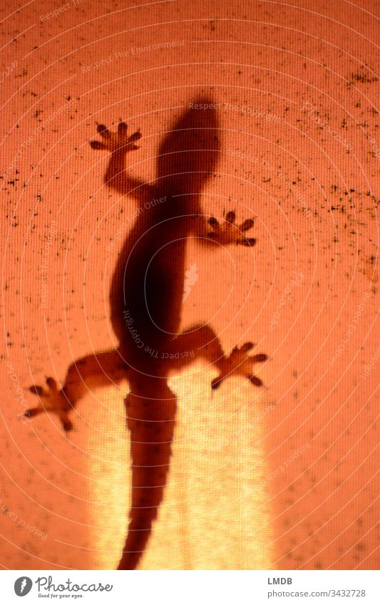 auswegslose Hitze??? Klimawandel Klimaerwärmung Eidechse Tokey Natur Tier Farbfoto orange Tierwelt Textfreiraum rechts Reptil Umwelt Lampe heiß Erderwärmung