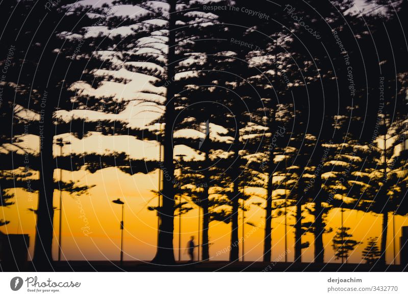 Joggen am Abend in der Nähe vom Strand. Eine Person als Schatten unter Bäumen mit goldemen Abendhimmel. Sonnenuntergang Tageslicht Farbe Textfreiraum oben