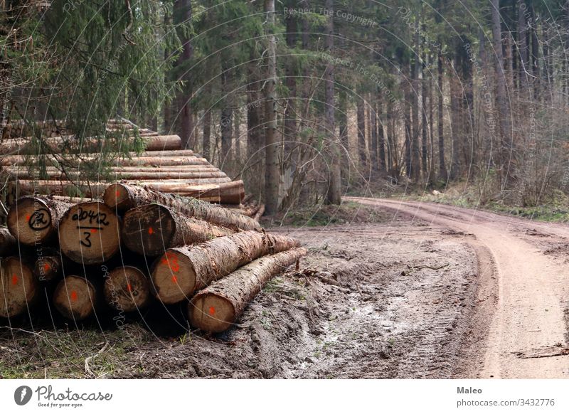Frisch gefällte Bäume im Wald, am Rande einer Forststraße Entwaldung umgebungsbedingt Forstwirtschaft Industrie Landschaft Totholz Abholzung Holz Natur Haufen